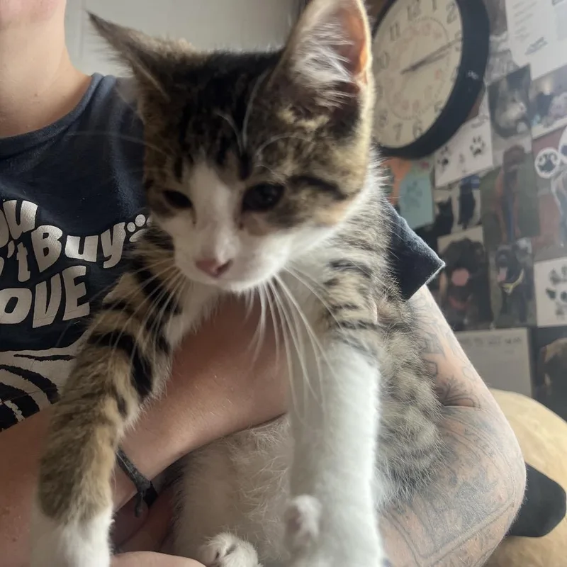 A baby small-sized male Gray / Blue / Silver Domestic Short Hair cat named The Dark Lord Sauron for adoption in Mentor, OH