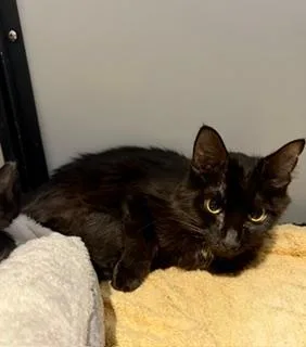 An adult medium-sized female Black Domestic Short Hair cat named June for adoption in Winter Haven, FL
