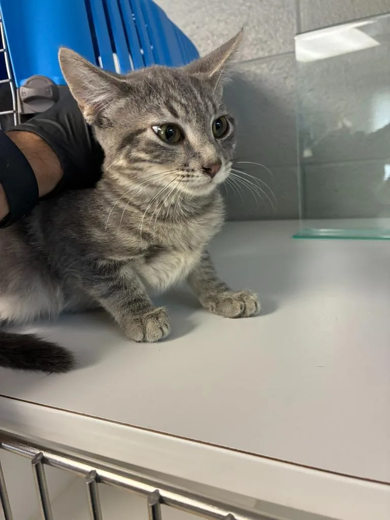 A baby small-sized male Domestic Short Hair cat named Ridoc for adoption in Clarksville, TN