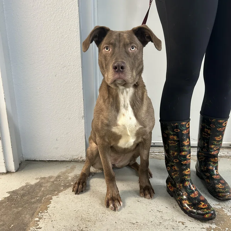 A young medium-sized female Brown / Chocolate Chocolate Labrador Retriever dog named Lainey for adoption in Sonora, CA