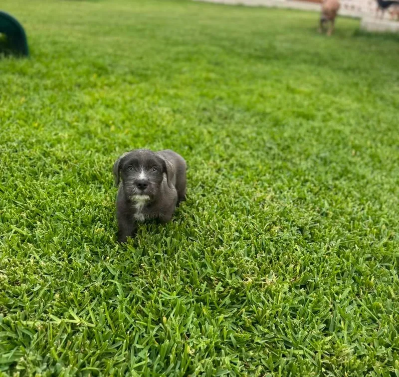 Roscoe thumbnail 2