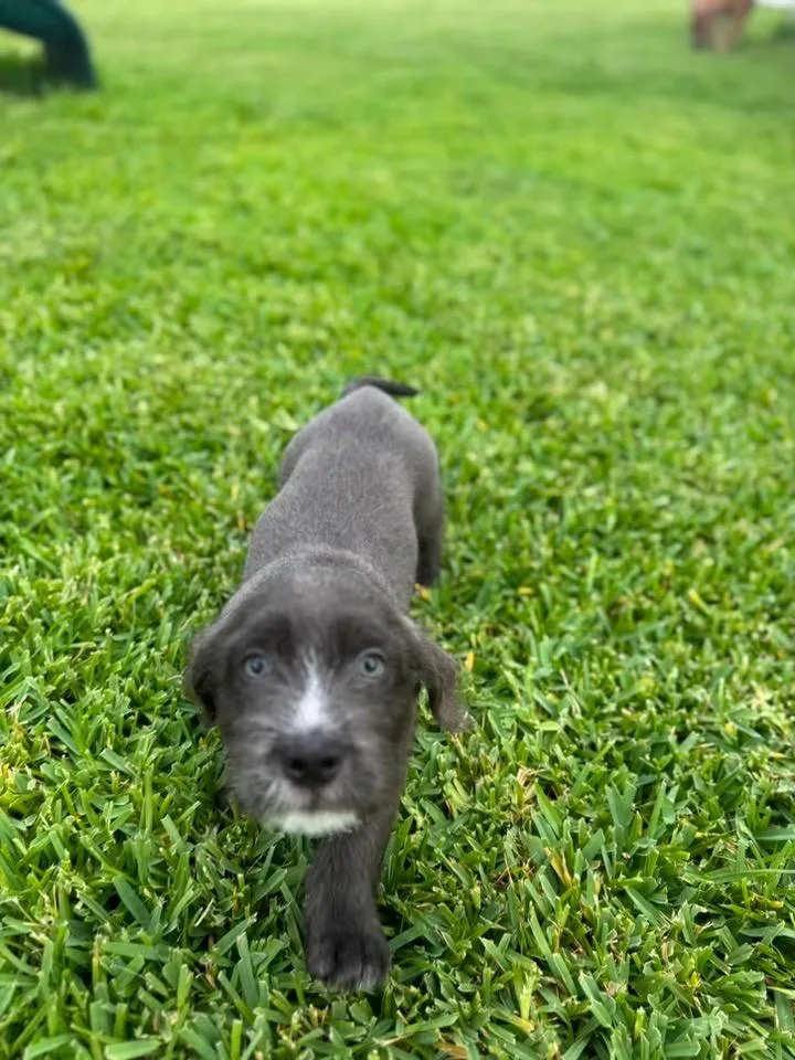 Roscoe thumbnail 5