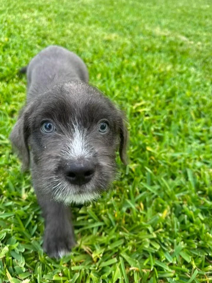 Roscoe thumbnail 6