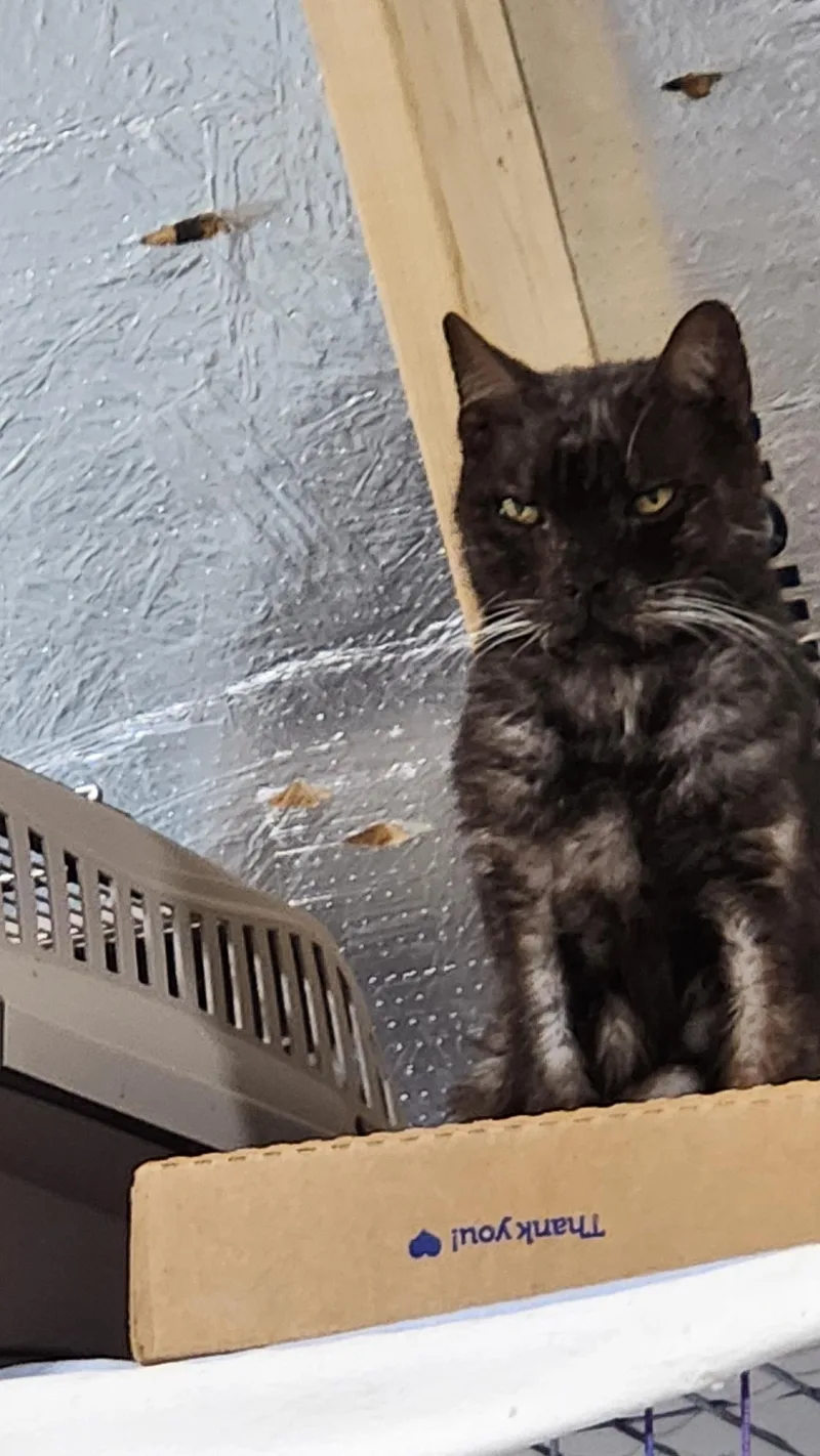 A senior extra large-sized male Domestic Short Hair cat named Dexter for adoption in Spring Hill, FL