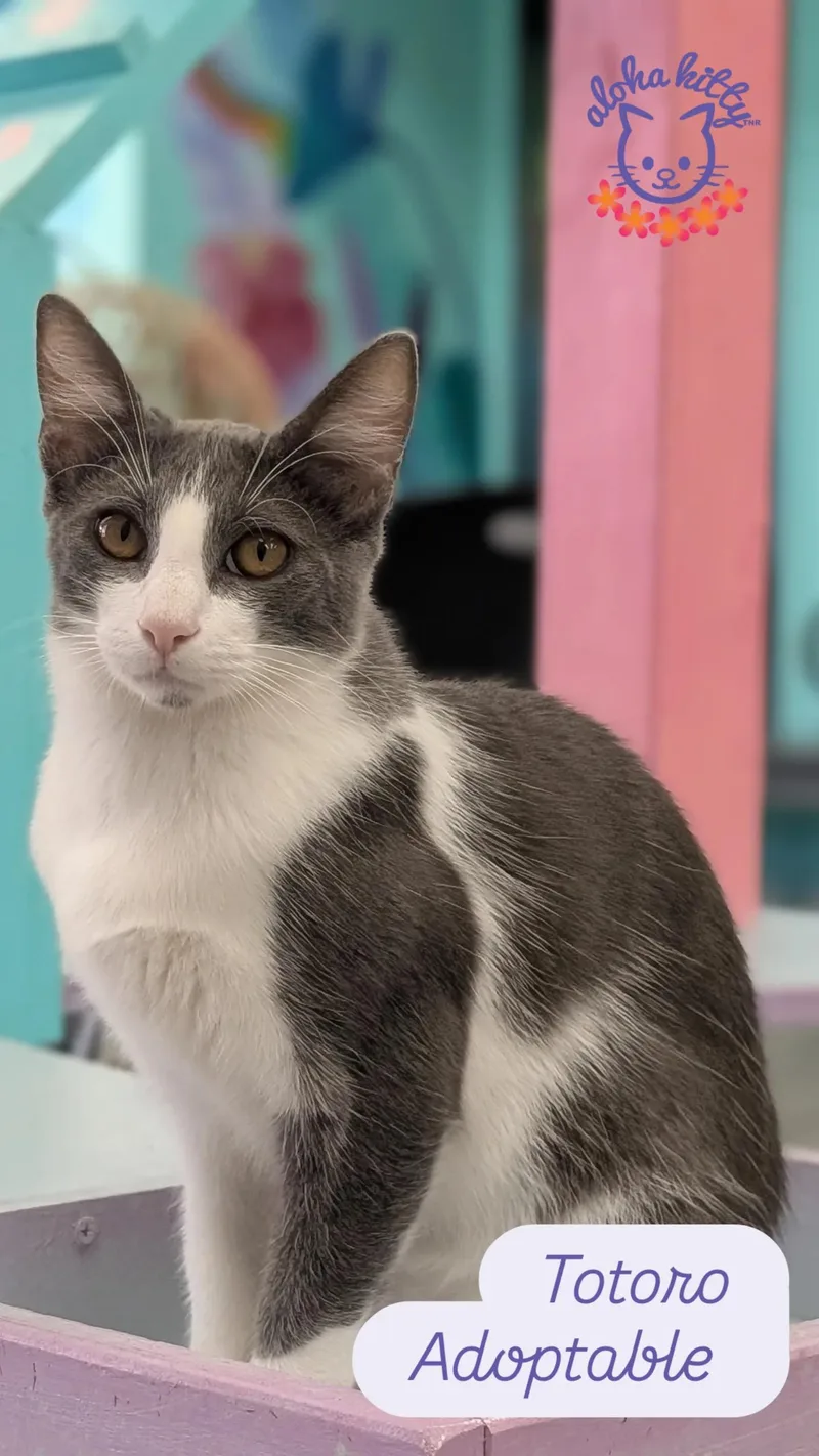 A baby medium-sized male Gray / Blue / Silver Domestic Short Hair cat named Totoro for adoption in Honolulu, HI