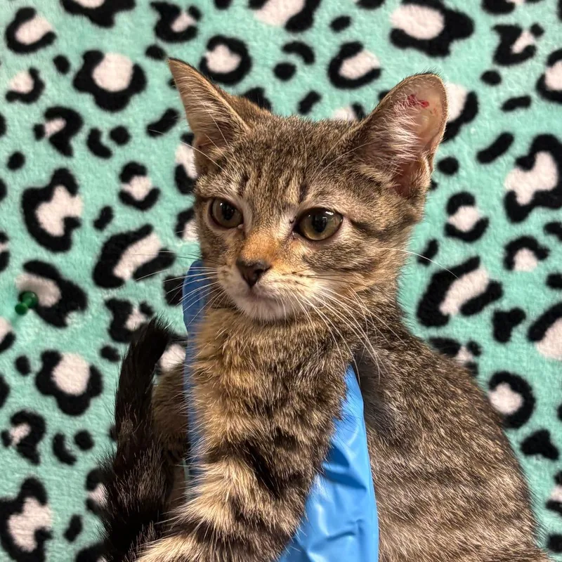 A baby small-sized female Brown / Chocolate Domestic Short Hair cat named Elisha for adoption in San Antonio, TX
