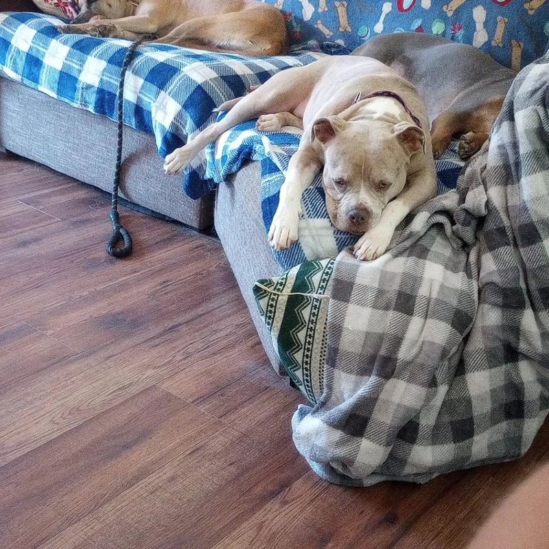 Polly Pocket thumbnail 2