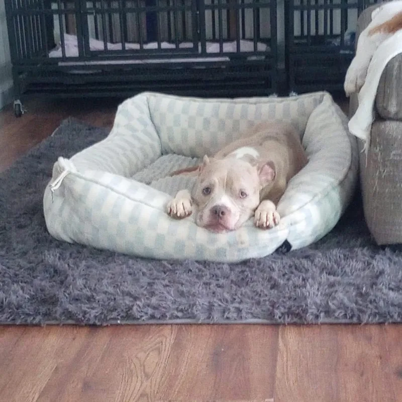 Polly Pocket thumbnail 4