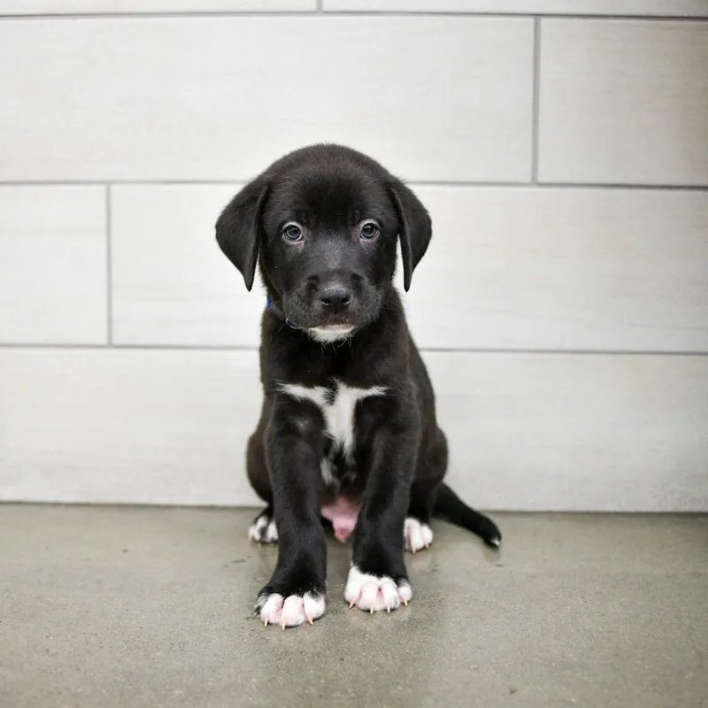 A baby medium-sized male Pit Bull Terrier dog named Nitro for adoption in West Jordan, UT