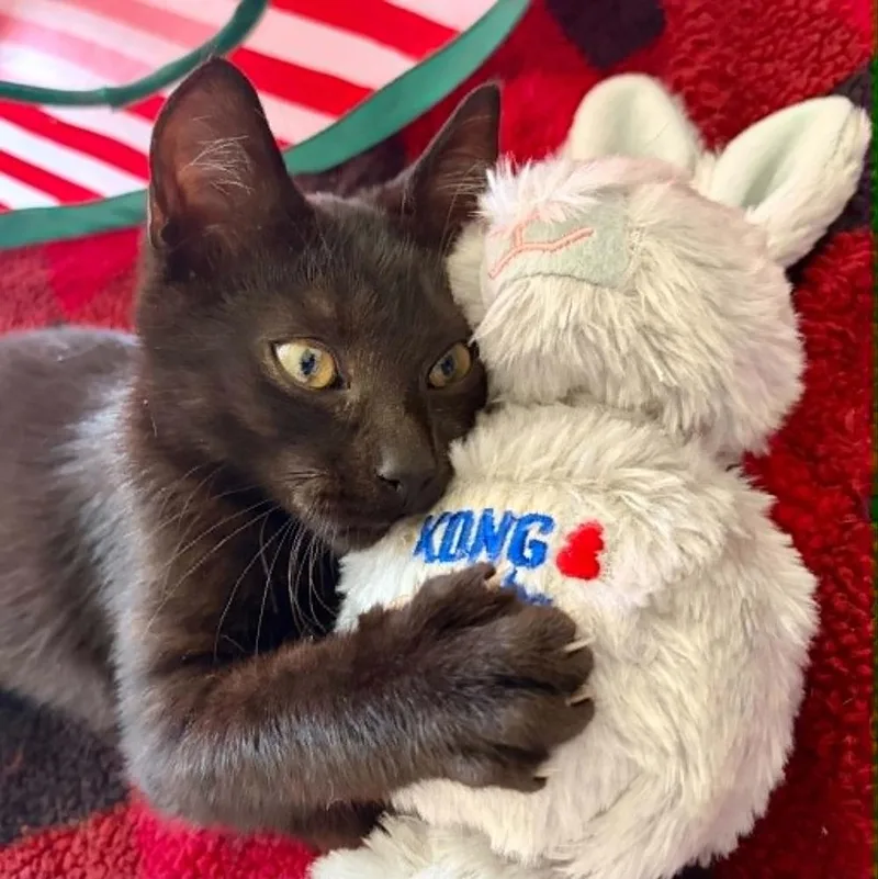 A baby small-sized male Black Domestic Short Hair cat named Bramble MT for adoption in Greenville, SC