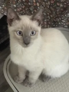 A baby small-sized male Gray / Blue / Silver Siamese cat named Maverick for adoption in Parlier, CA