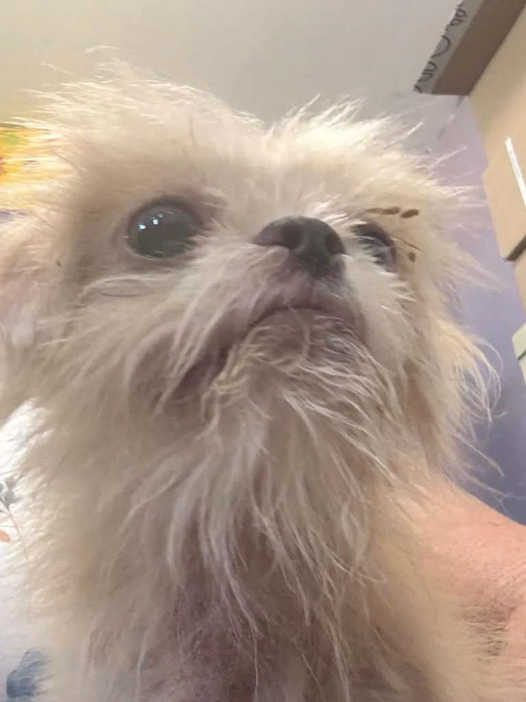 A senior medium-sized male Pekingese dog named Stevie Wonder for adoption in Saint Francisville, LA