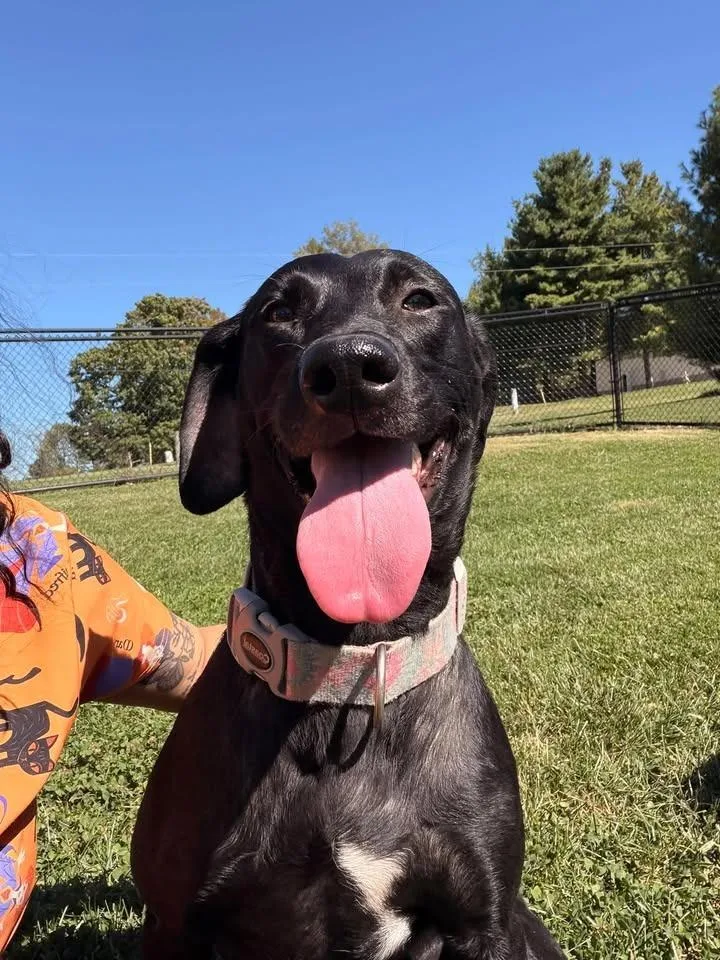 An adult large-sized female Labrador Retriever dog named Ellie for adoption in Greensburg, IN