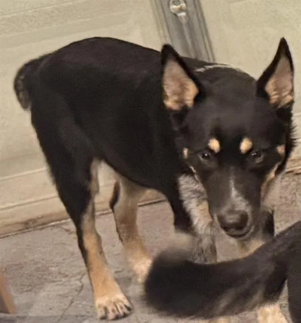 A young large-sized female Mixed Breed dog named Emily for adoption in Dallas, TX