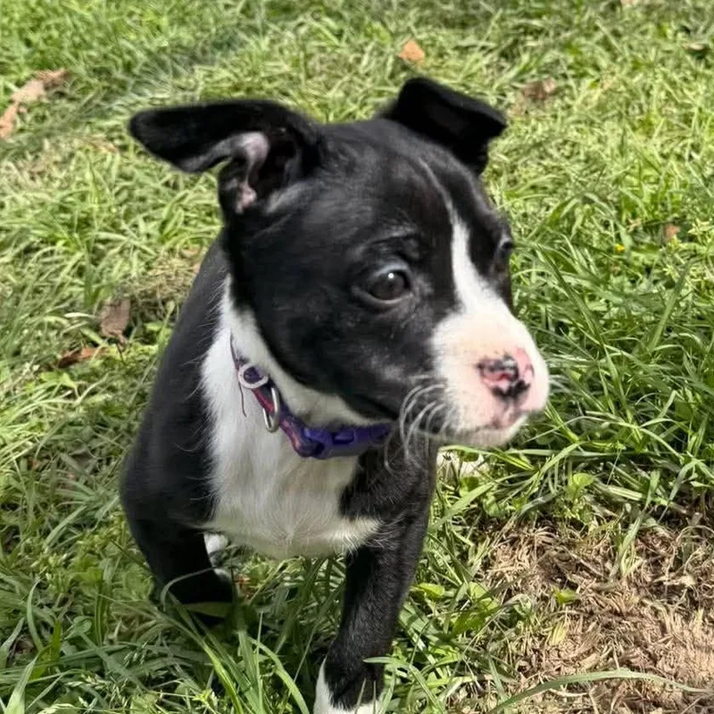 Olivia Taking Applications Only