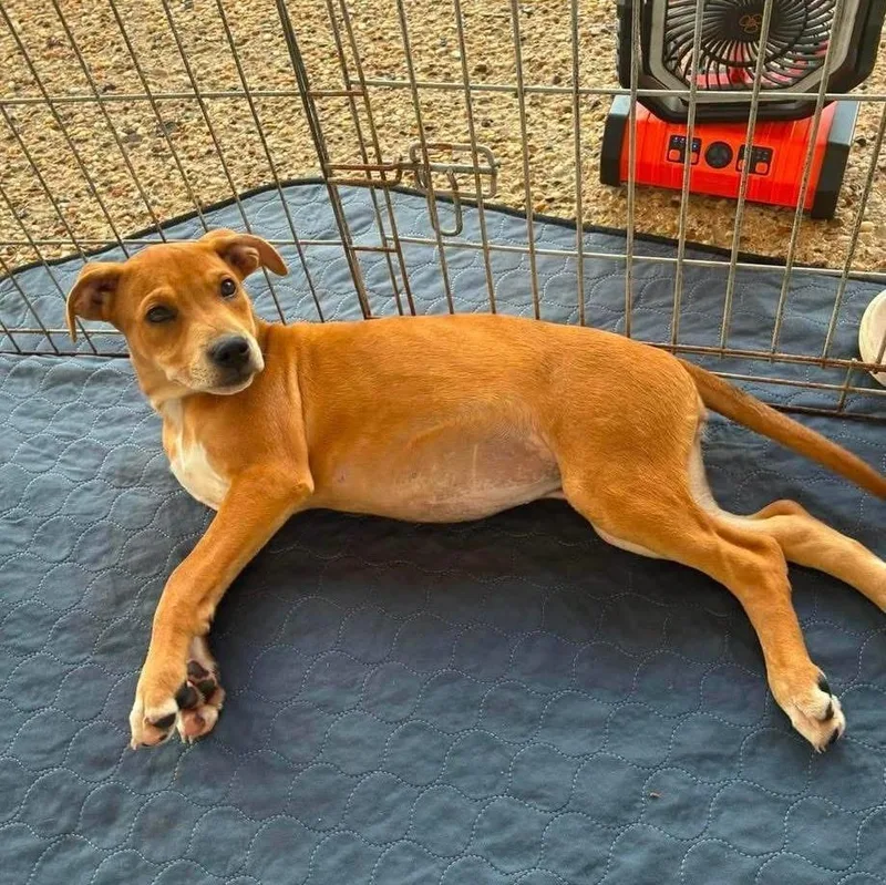 A baby extra large-sized female Labrador Retriever dog named Muffin for adoption in North Syracuse, NY