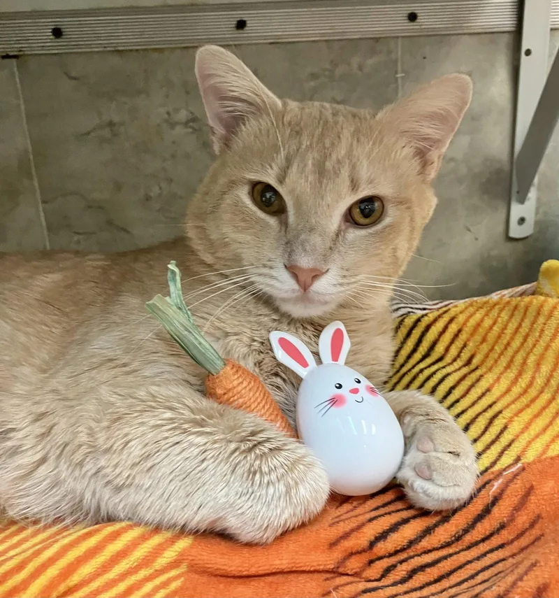 An adult medium-sized male Domestic Short Hair cat named Cream Cheese for adoption in Dublin, OH