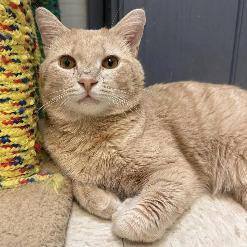 Cream Cheese thumbnail 2