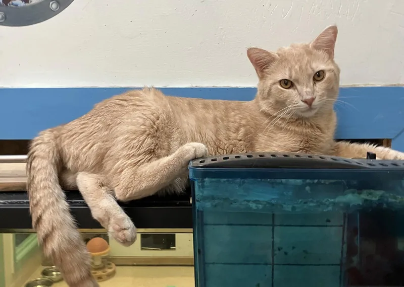 Cream Cheese thumbnail 3