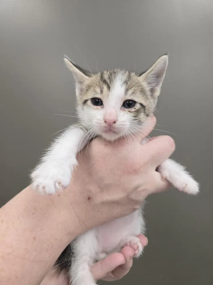A baby small-sized male Domestic Short Hair cat named Timmer for adoption in Wellington, KS