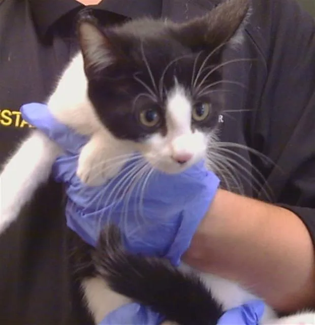 A young medium-sized male Domestic Short Hair cat named Mitch for adoption in Sacramento, CA