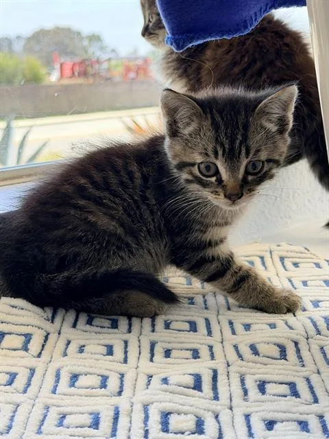 A baby small-sized male Domestic Short Hair cat named Basket for adoption in Santa Cruz, CA