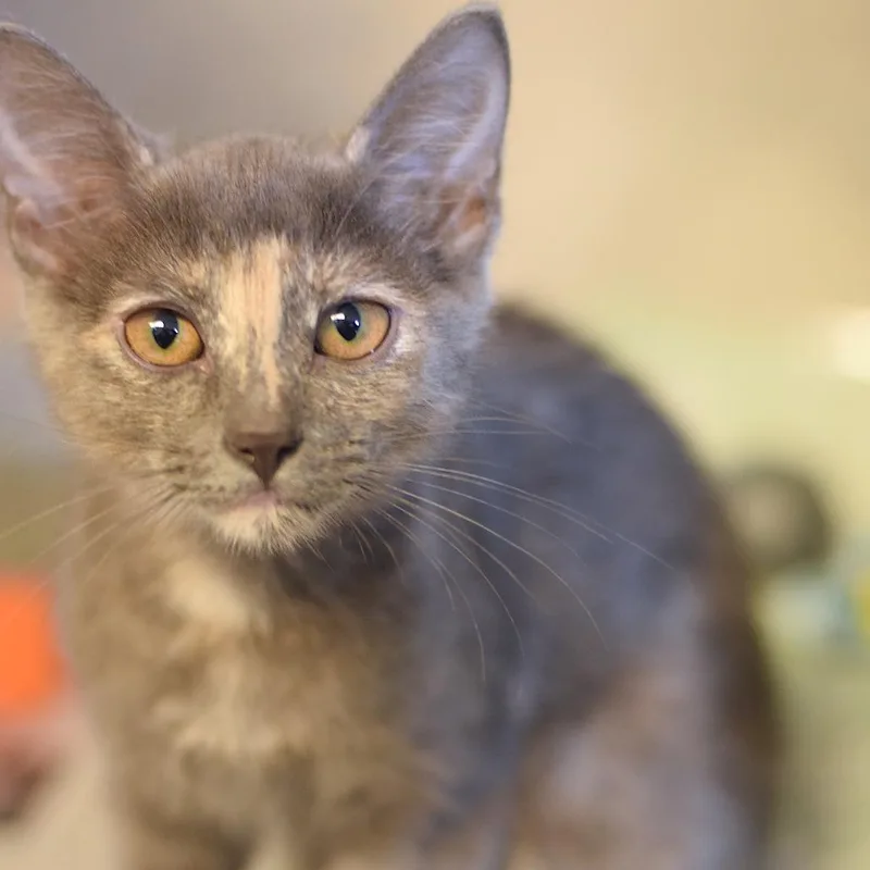 A baby small-sized female Tortoiseshell Domestic Short Hair cat named Colleen for adoption in Belleville, IL