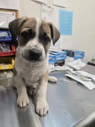 A baby medium-sized male Australian Cattle Dog / Blue Heeler dog named Konichiwa for adoption in Sacramento, CA