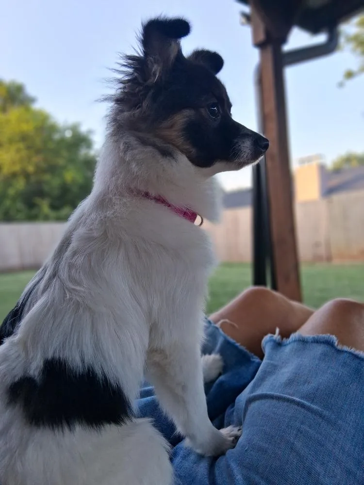 A baby small-sized female Papillon dog named River for adoption in Blanchard, OK