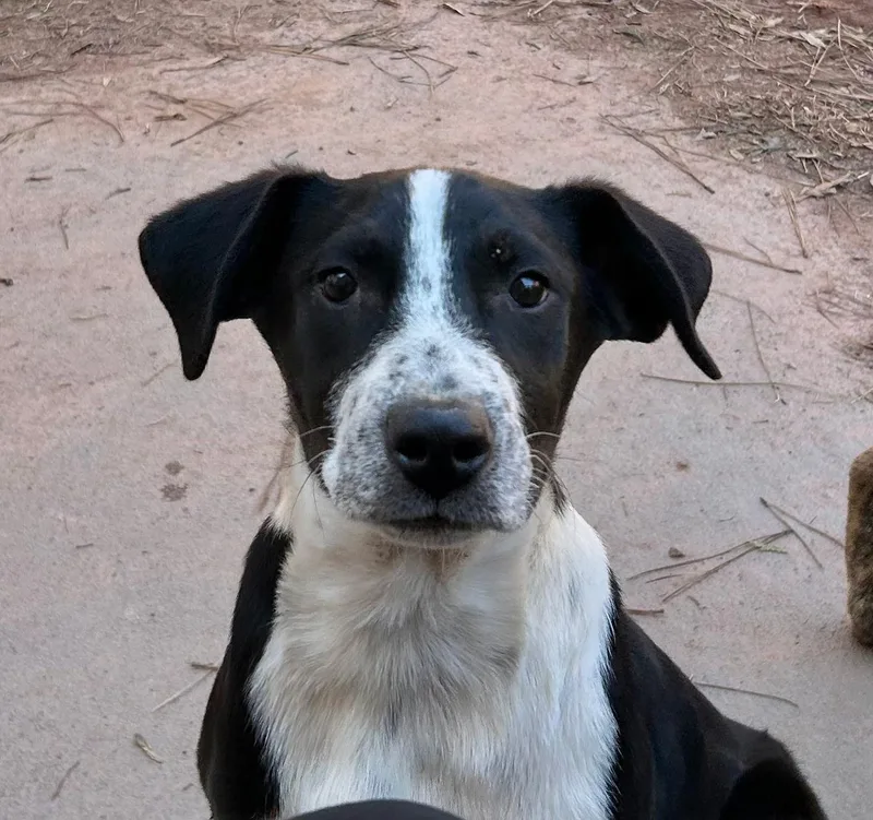 A young medium-sized female Labrador Retriever dog named Aggie for adoption in Winder, GA