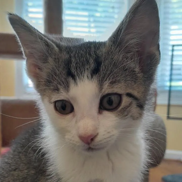 A baby small-sized male Gray / Blue / Silver Domestic Short Hair cat named Tuk for adoption in Newport News, VA