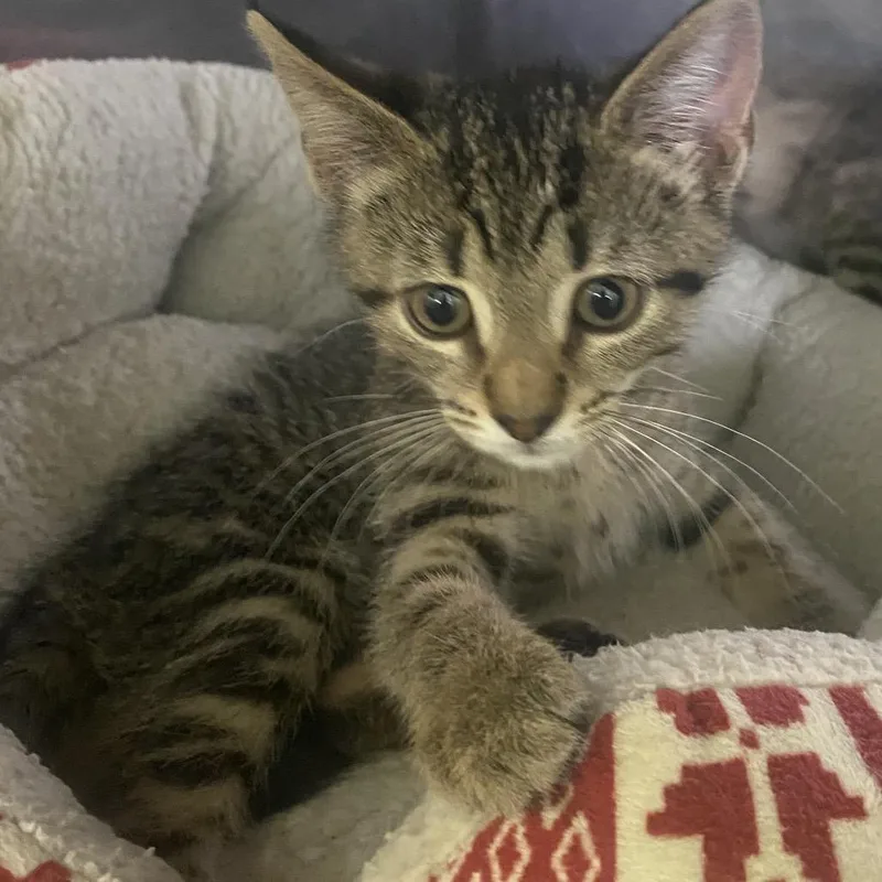 A baby small-sized female Brown / Chocolate Domestic Short Hair cat named Abilene for adoption in Dayton, OH