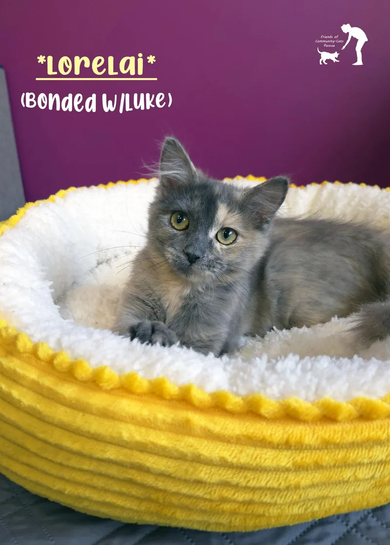 A baby medium-sized female Dilute Tortoiseshell Domestic Medium Hair cat named Lorelai for adoption in Centerville, UT