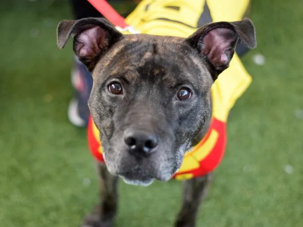 An adult medium-sized male Mixed Breed dog named Kenzo for adoption in Ridgewood, NY