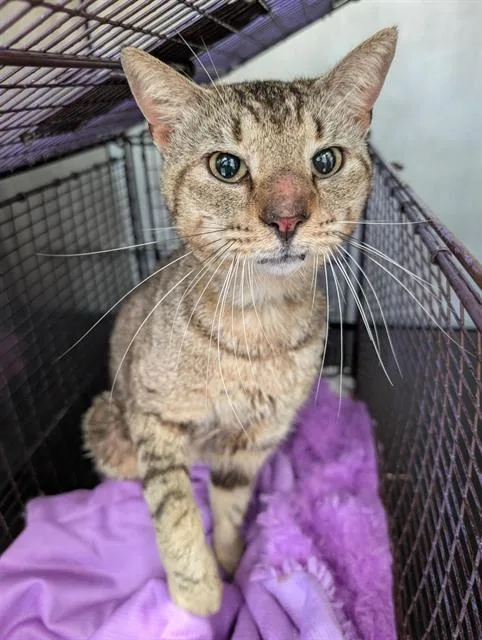 A young medium-sized male Domestic Short Hair cat named Homer for adoption in San Antonio, TX