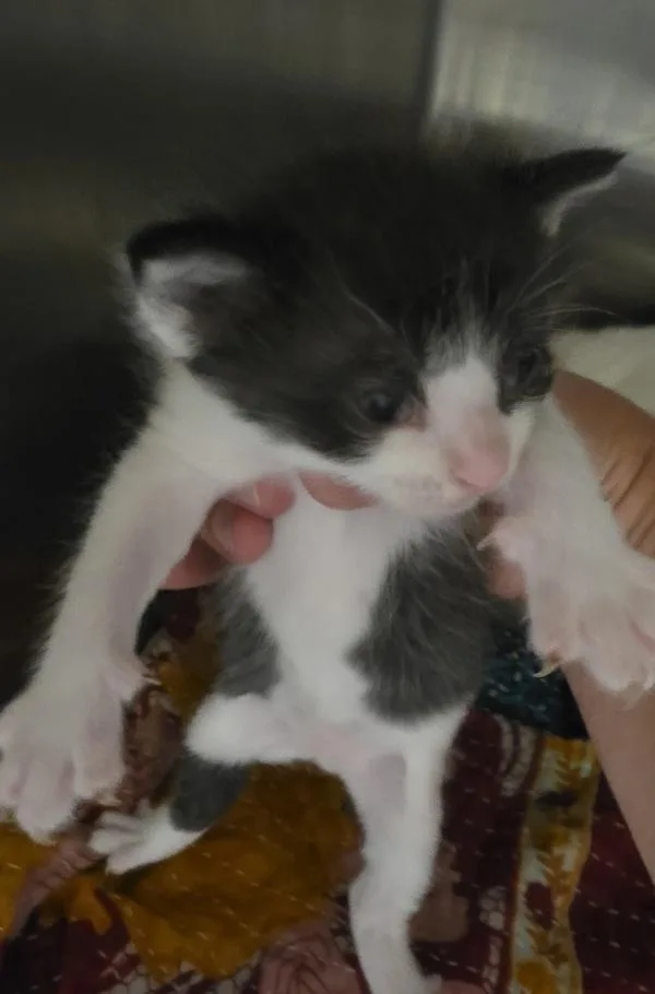 A baby small-sized male Domestic Short Hair cat named Toffee for adoption in Cleveland, TN