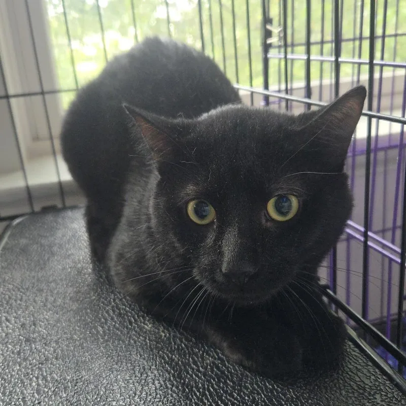 An adult small-sized male Black Domestic Short Hair cat named Billy for adoption in Salisbury, MA