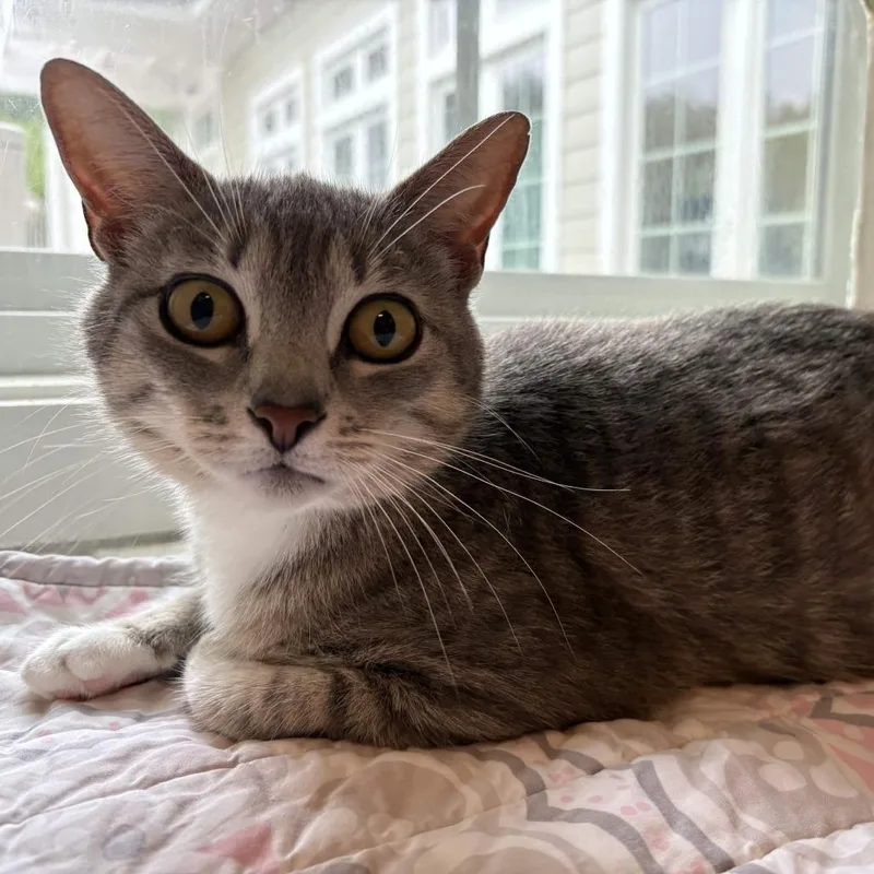 An adult medium-sized female Gray / Blue / Silver Domestic Short Hair cat named Grace for adoption in Gloucester, VA