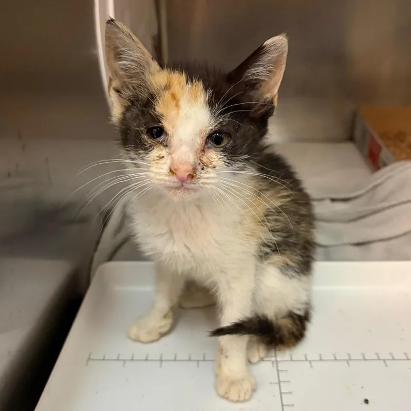 A baby small-sized female Black Domestic Short Hair cat named Scarlet for adoption in Newark, NJ