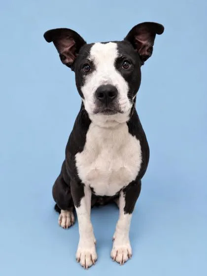 An adult medium-sized male Terrier dog named Finn for adoption in Gulfport, MS