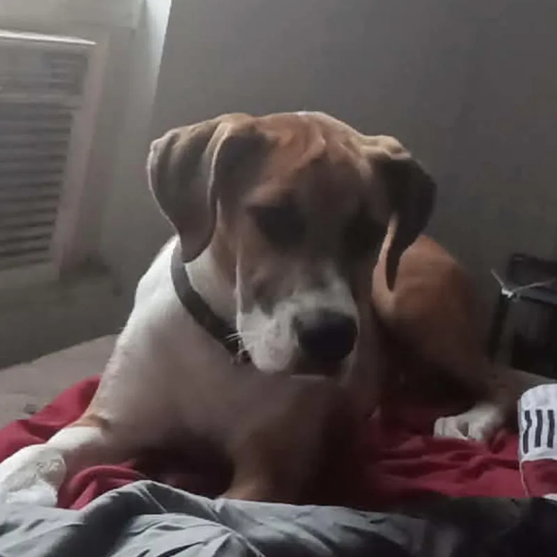 Rex
