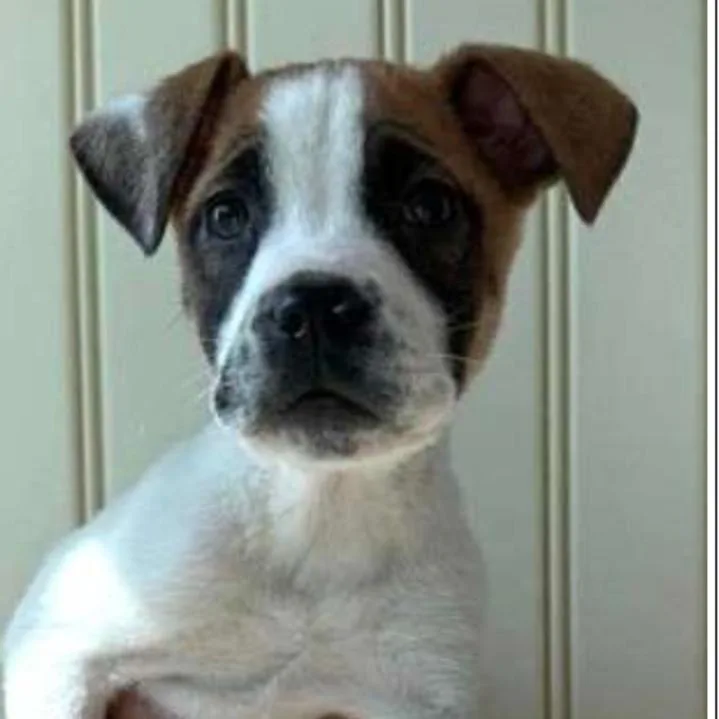 Fizzy Bubbles thumbnail 2