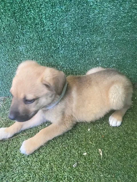 A baby small-sized male German Shepherd Dog dog named Woody for adoption in Lancaster, CA