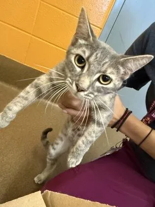 A young medium-sized female Gray / Blue / Silver Domestic Short Hair cat named Talulah for adoption in Wichita, KS