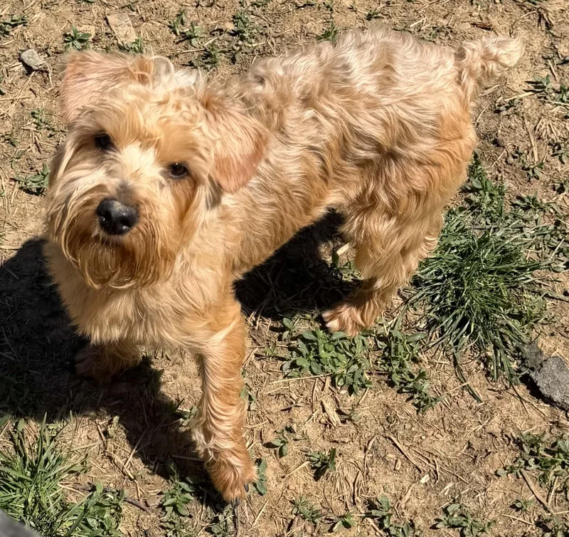 A young small-sized female Golden Yorkshire Terrier dog named Pixie for adoption in Zanesville, OH