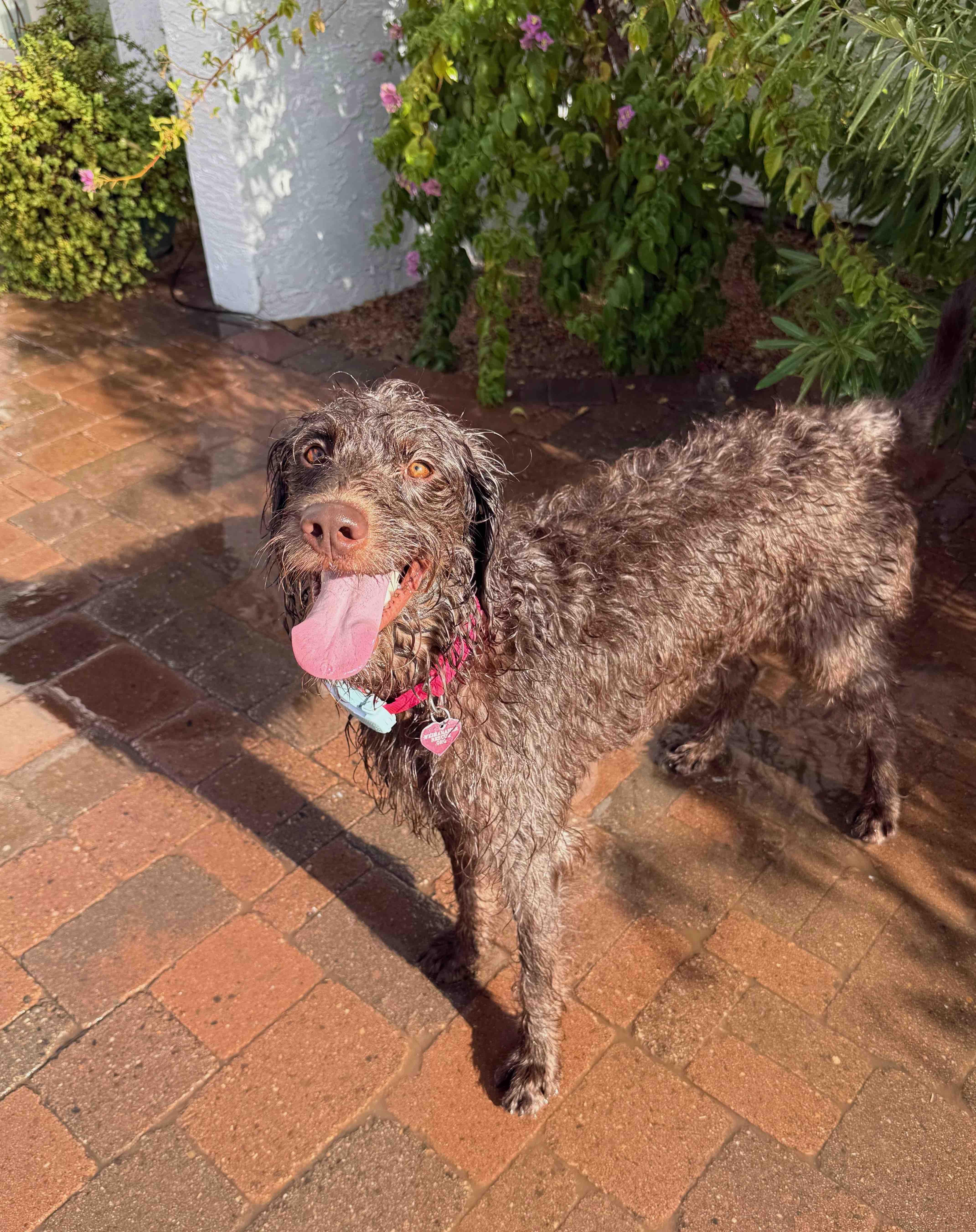 A young medium-sized female German Wirehaired Pointer dog named Furgie for adoption in Albuquerque, NM