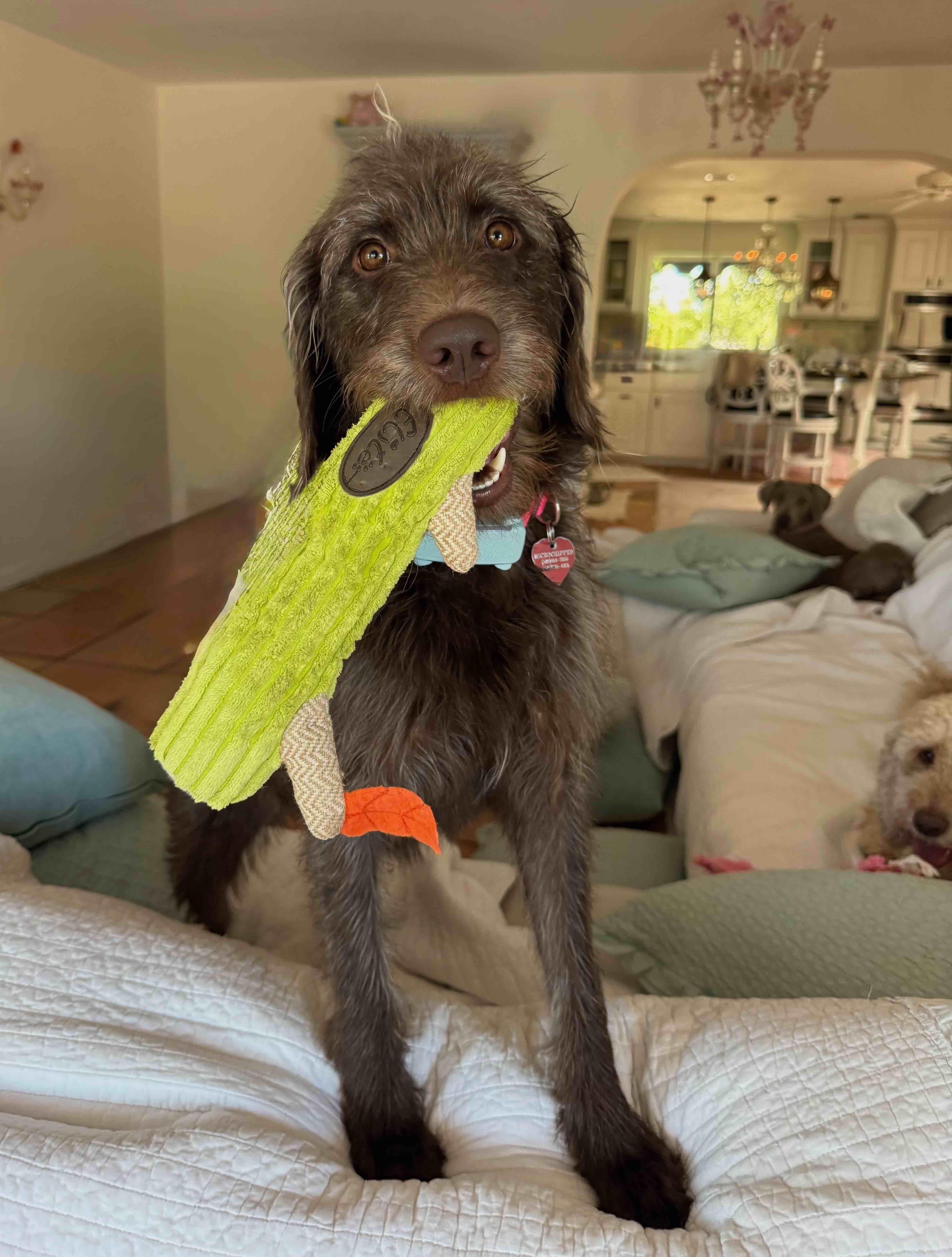 Furgie thumbnail 5