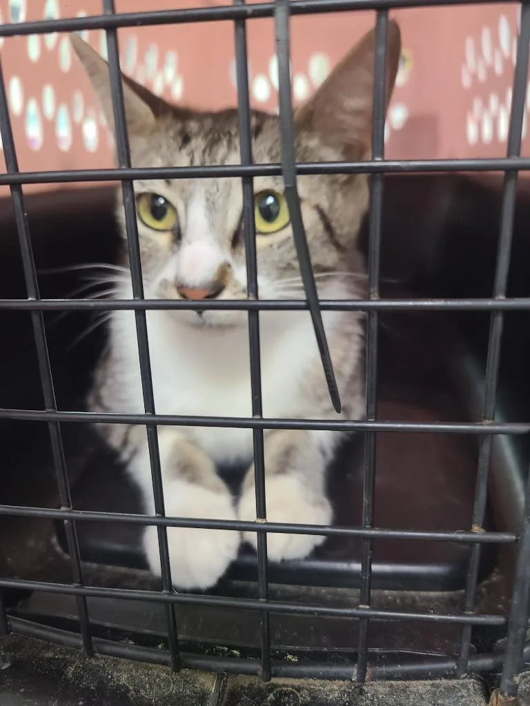 A baby medium-sized female Domestic Short Hair cat named C for adoption in Tifton, GA