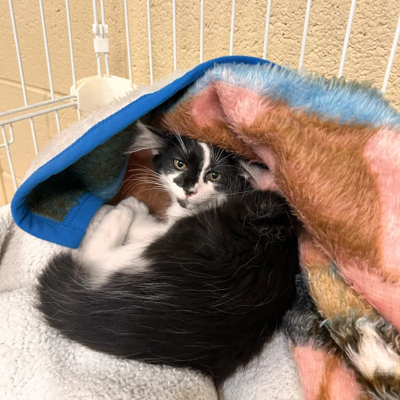 A baby small-sized female Black & White / Tuxedo Domestic Short Hair cat named Picasso for adoption in Myerstown, PA