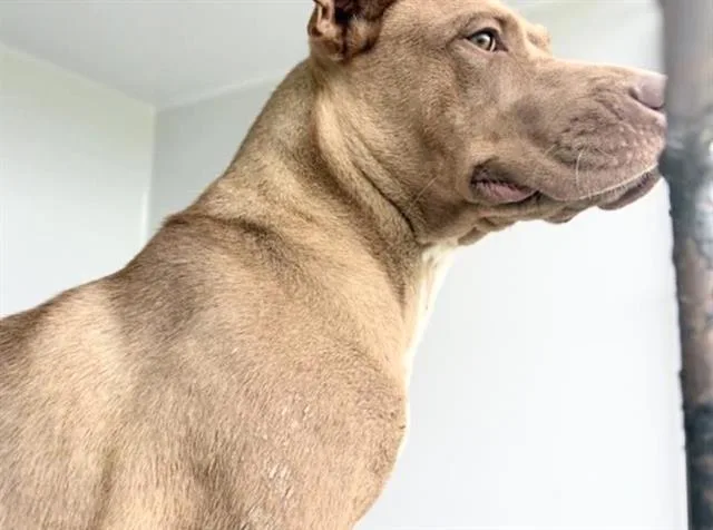 An adult medium-sized female Staffordshire Bull Terrier dog named A for adoption in Houston, TX
